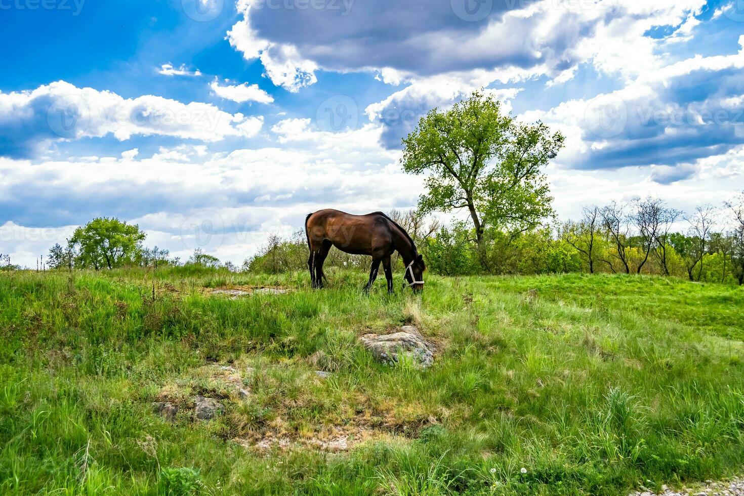 Beautiful wild brown horse stallion on summer flower meadow photo