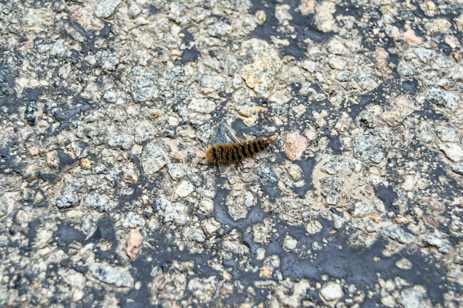 Photography on theme beautiful hairy caterpillar in hurry to turn into butterfly photo