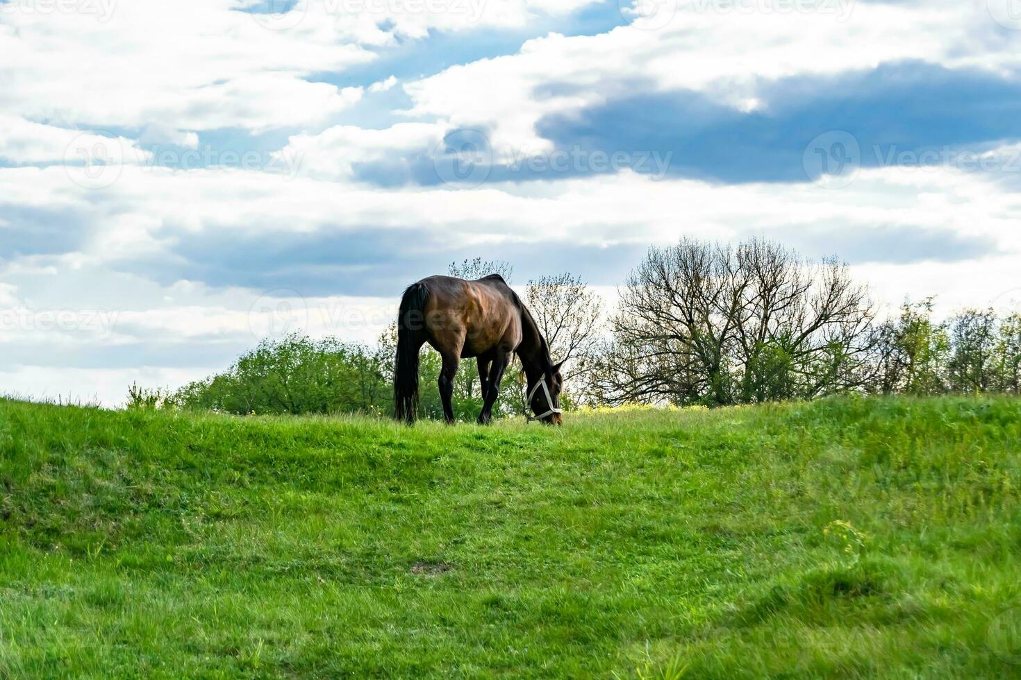 Hermoso semental de caballo marrón salvaje en la pradera de flores de verano foto