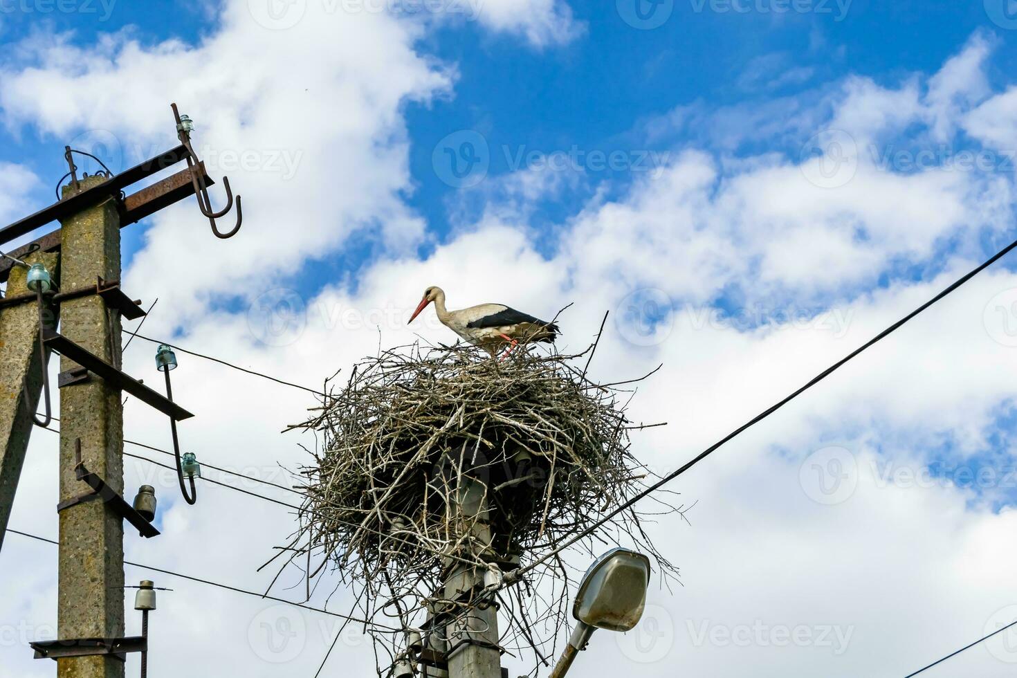 Beautiful wing stork in wooden stick nest on street lamp photo