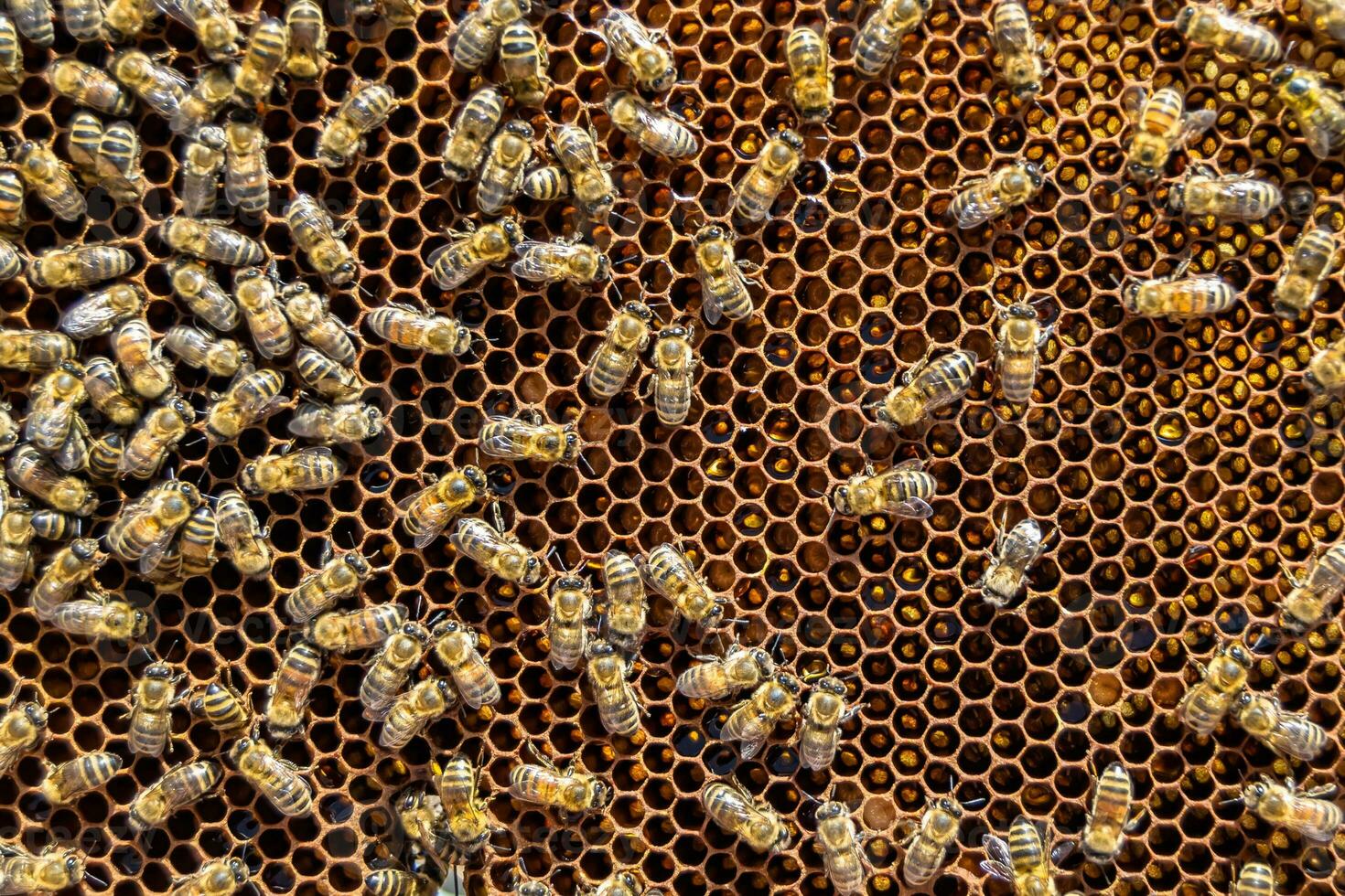 Abstract hexagon structure is honeycomb from bee hive filled photo