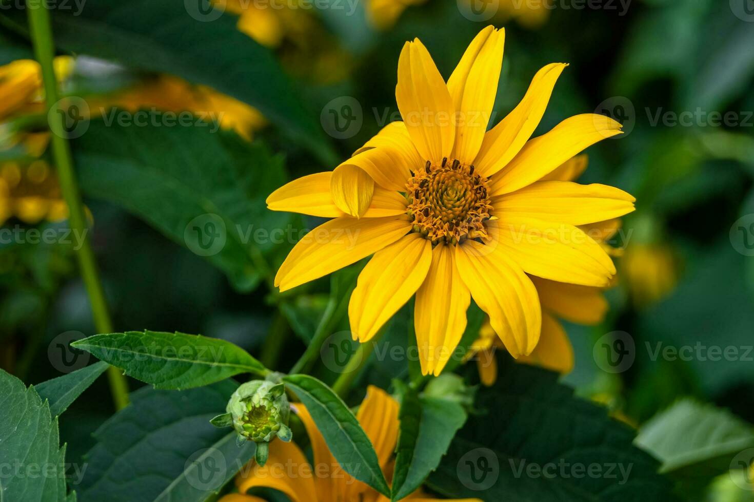 fina flor silvestre creciente aster falso girasol en pradera de fondo foto