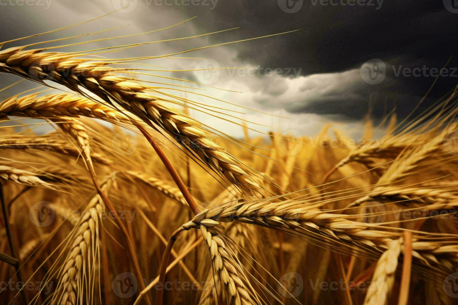 A scenic field of wheat under a dramatic cloudy sky AI Generated photo