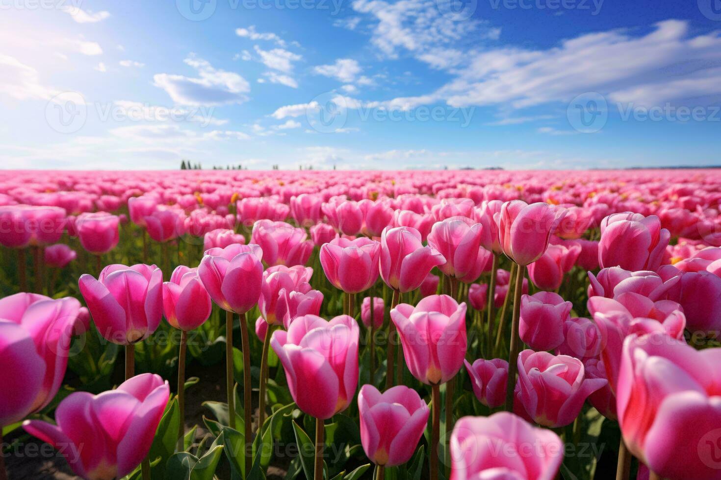 A vibrant field of pink tulips under a clear blue sky AI Generated photo
