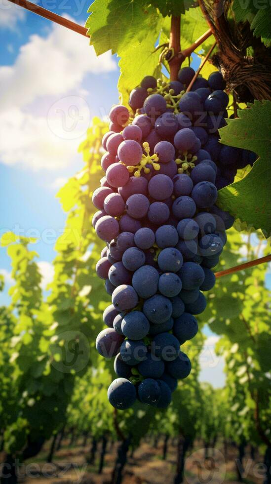 A cluster of ripe grapes hanging from a vine in a vineyard AI Generated photo