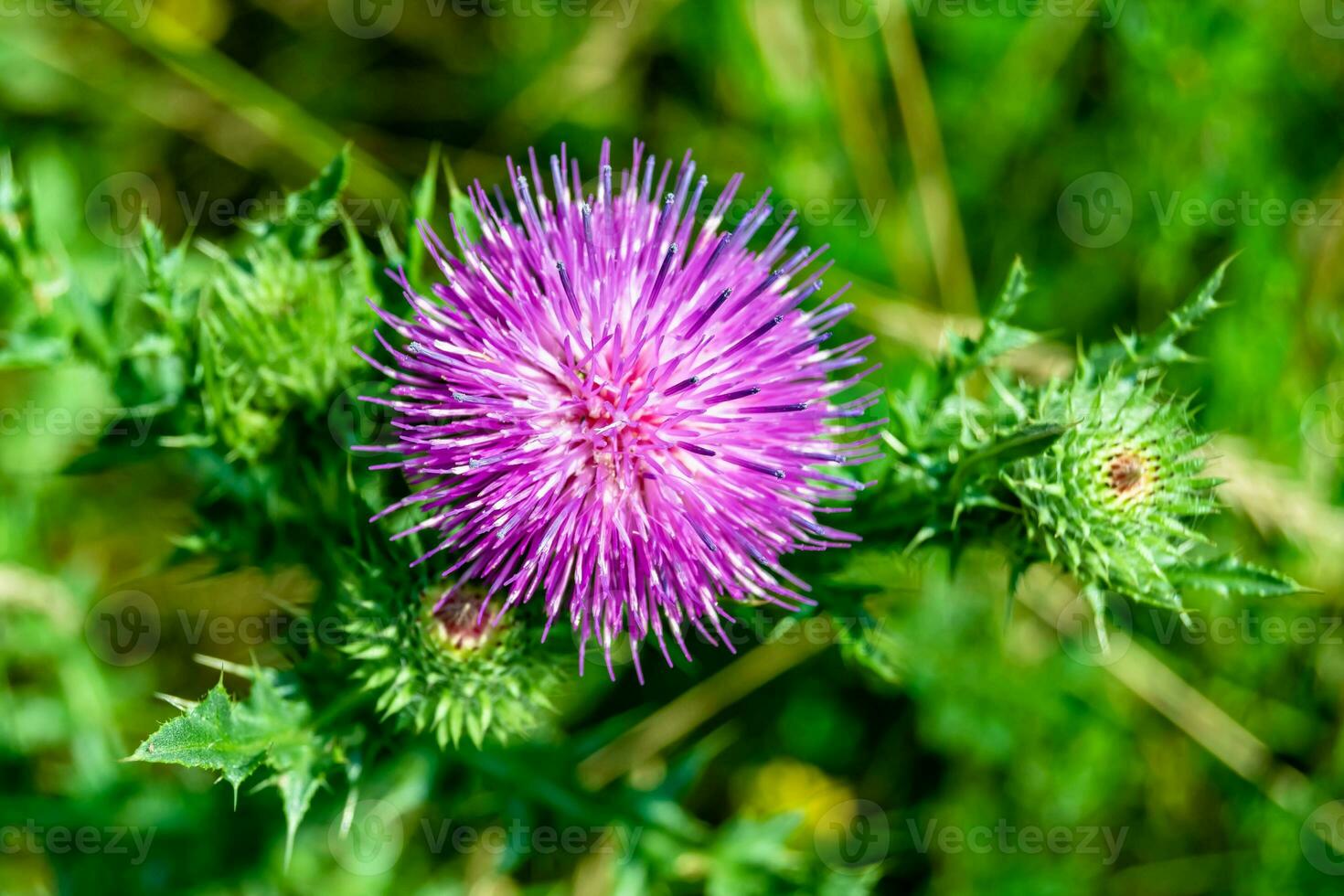 Beautiful growing flower root burdock thistle on background meadow photo