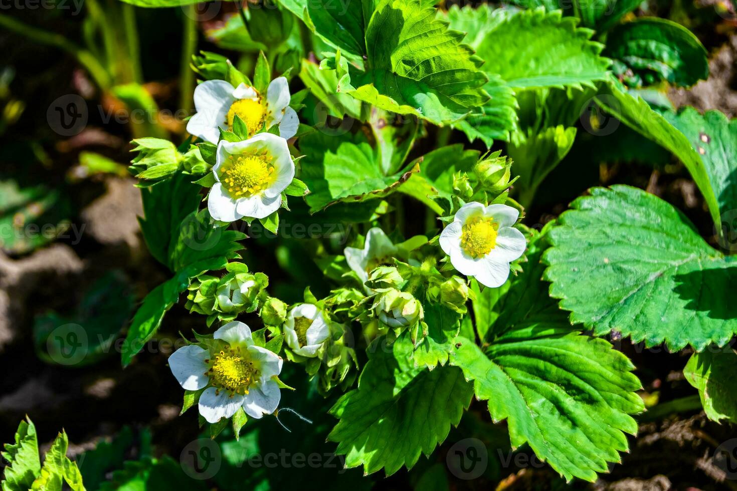 Photography on theme beautiful berry branch strawberry bush with natural leaves photo