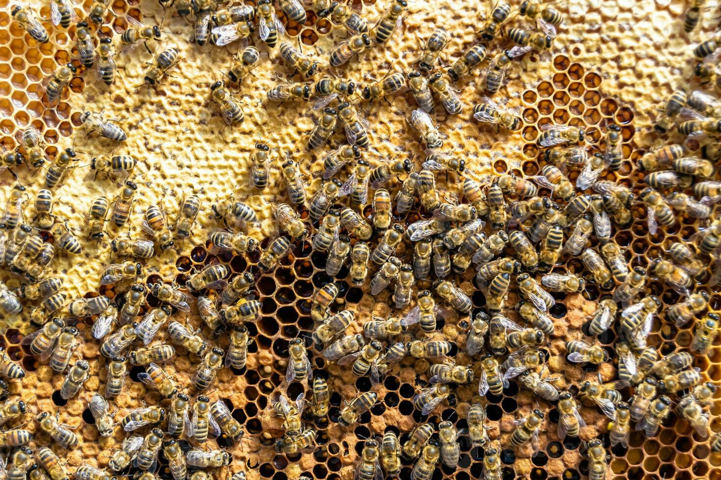 Abstract hexagon structure is honeycomb from bee hive filled photo