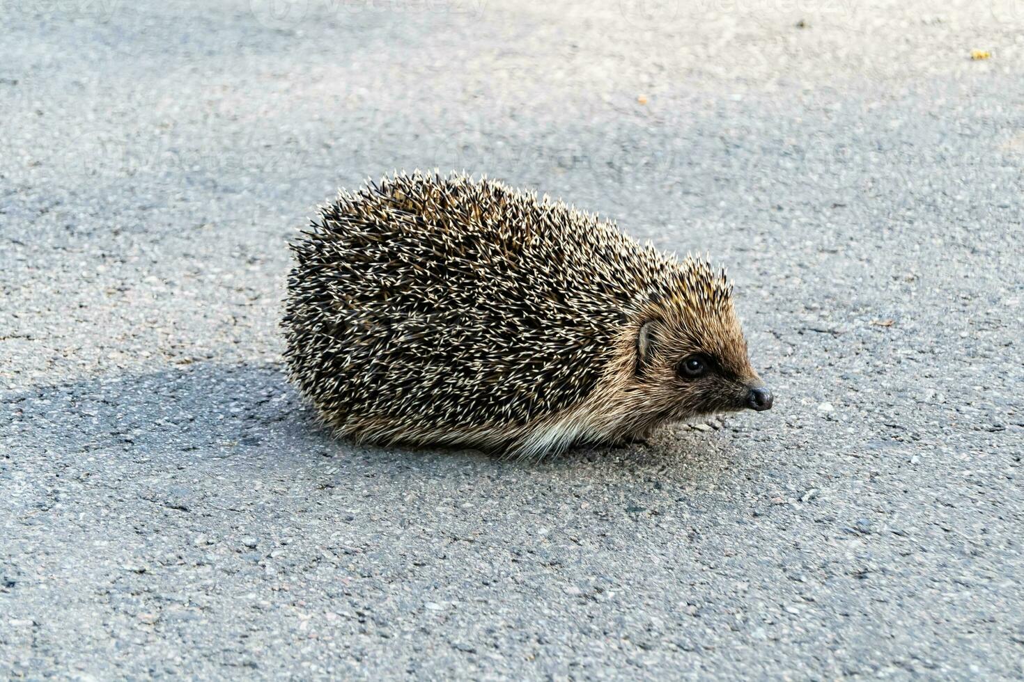 Photography on theme beautiful prickly little hedgehog goes into dense wild forest photo