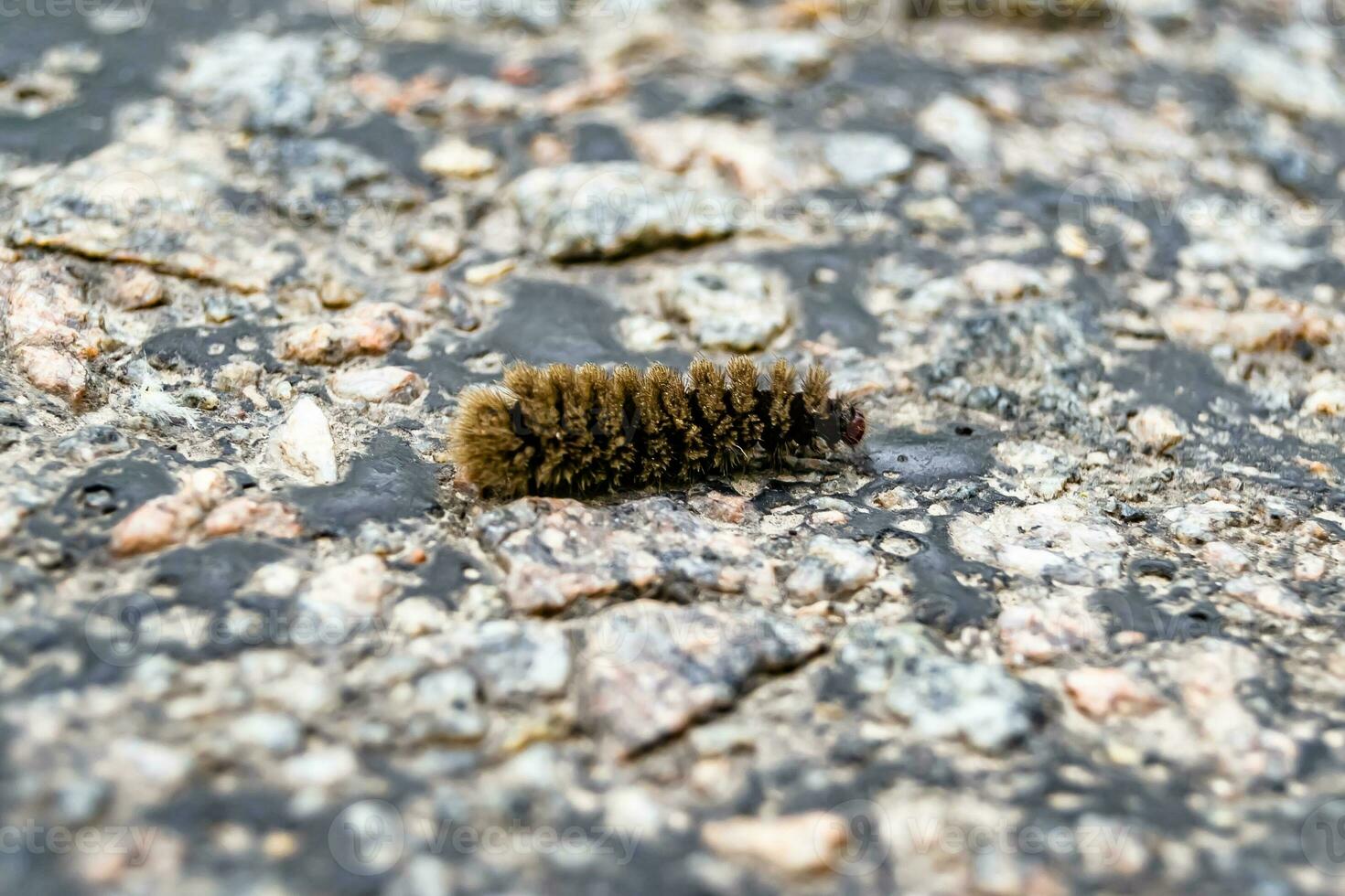 Photography on theme beautiful hairy caterpillar in hurry to turn into butterfly photo