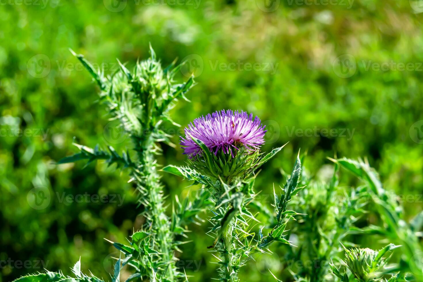 Beautiful growing flower root burdock thistle on background meadow photo