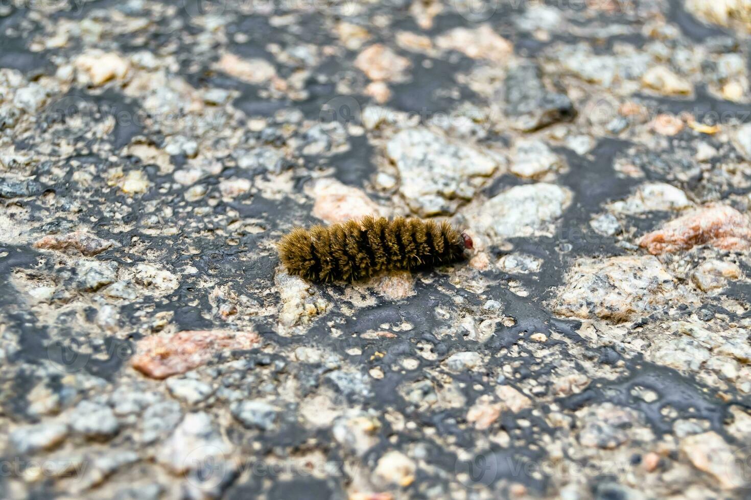Photography on theme beautiful hairy caterpillar in hurry to turn into butterfly photo