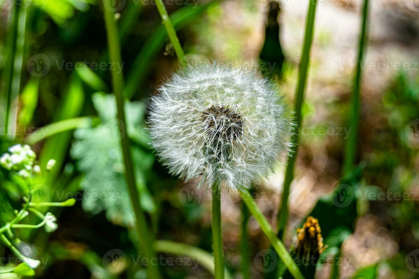 hermoso diente de león de semillas de flores silvestres en el prado de fondo foto