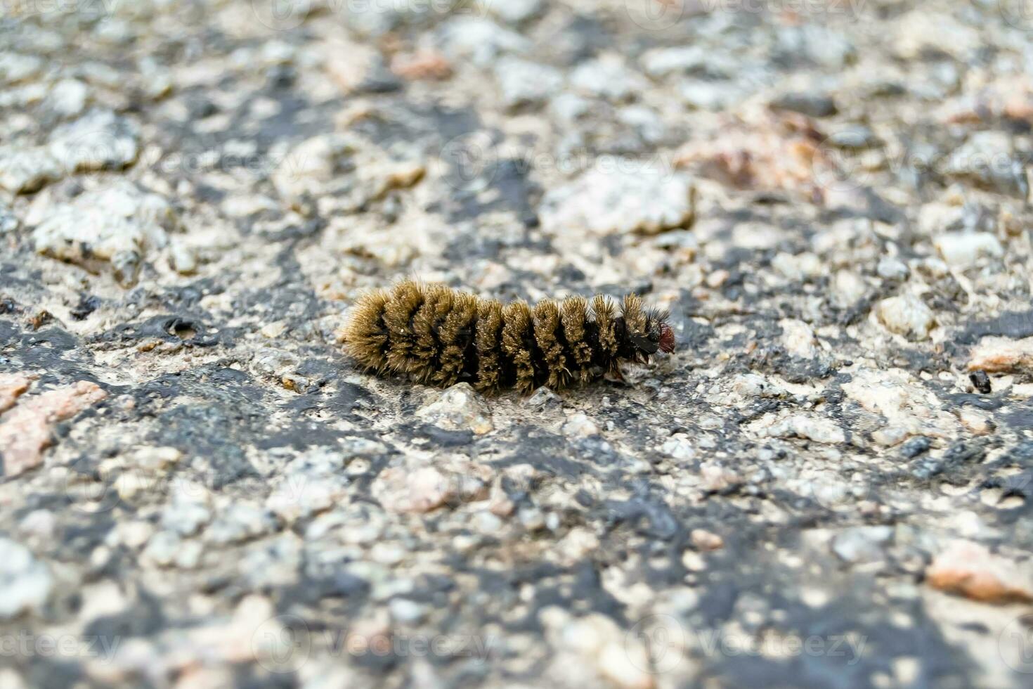 Photography on theme beautiful hairy caterpillar in hurry to turn into butterfly photo