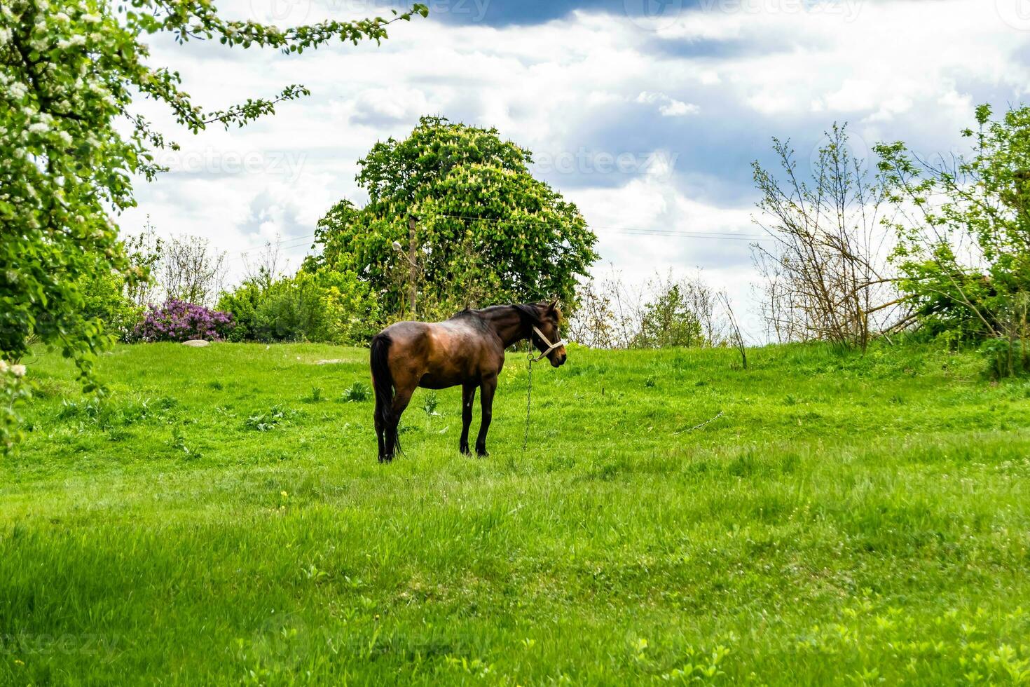 Beautiful wild brown horse stallion on summer flower meadow photo