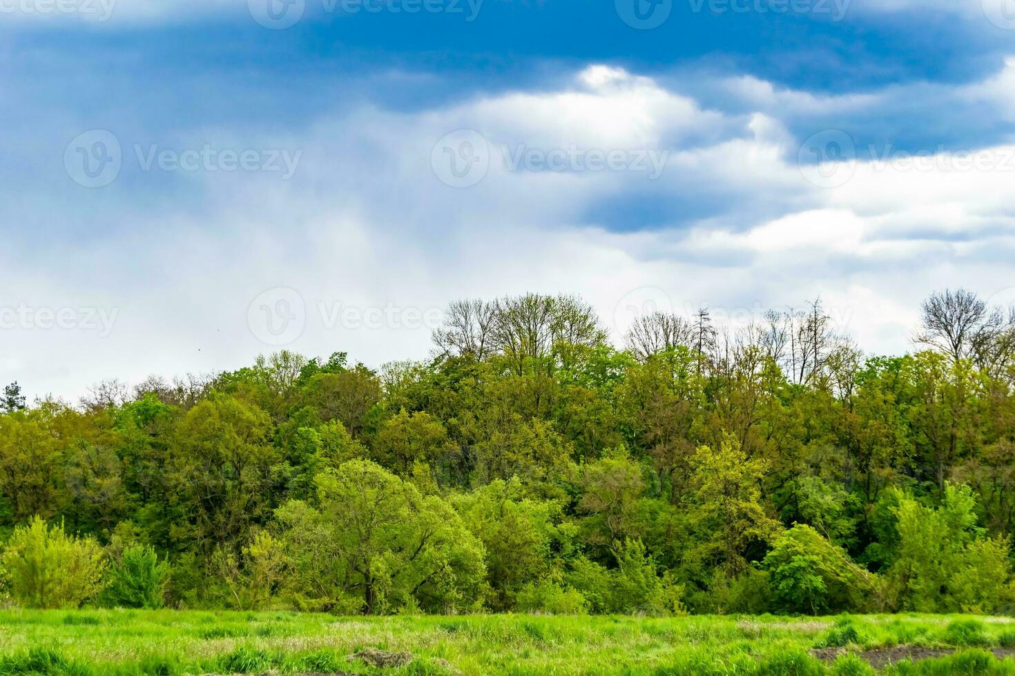 Beautiful horizon scenery in village meadow on color natural background photo