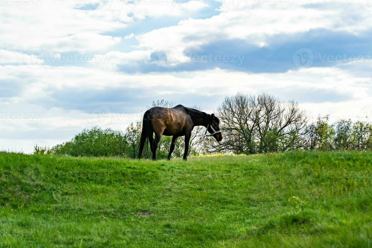 Beautiful wild brown horse stallion on summer flower meadow photo