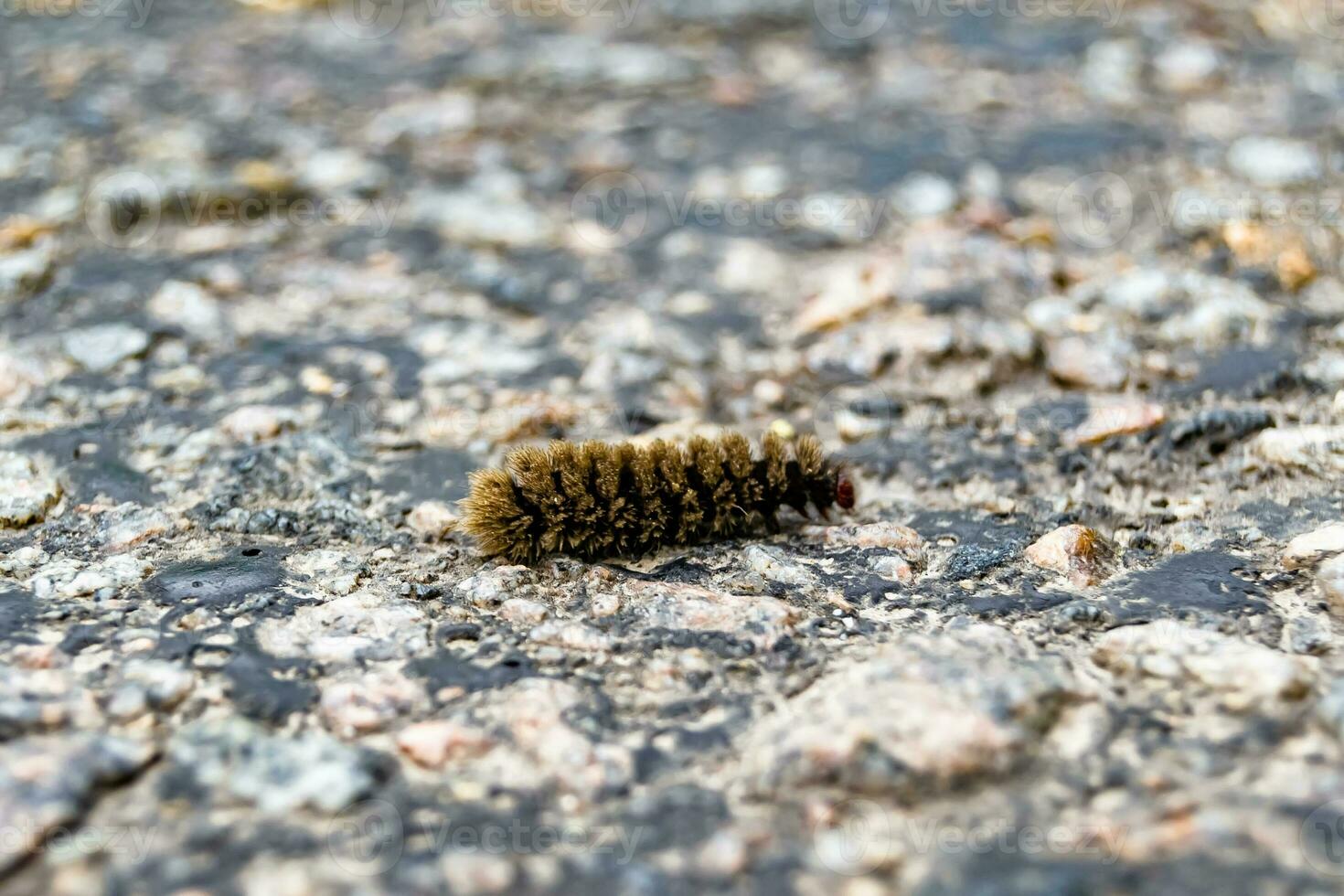 Photography on theme beautiful hairy caterpillar in hurry to turn into butterfly photo