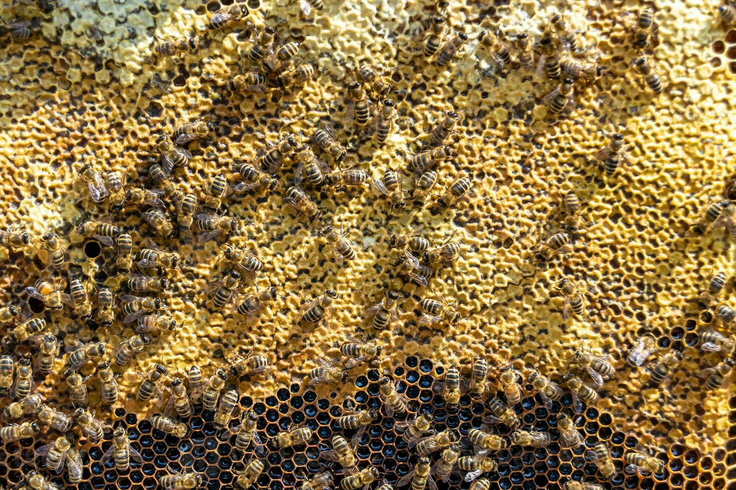 Abstract hexagon structure is honeycomb from bee hive filled photo