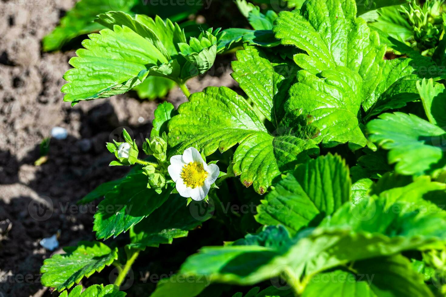 Photography on theme beautiful berry branch strawberry bush with natural leaves photo