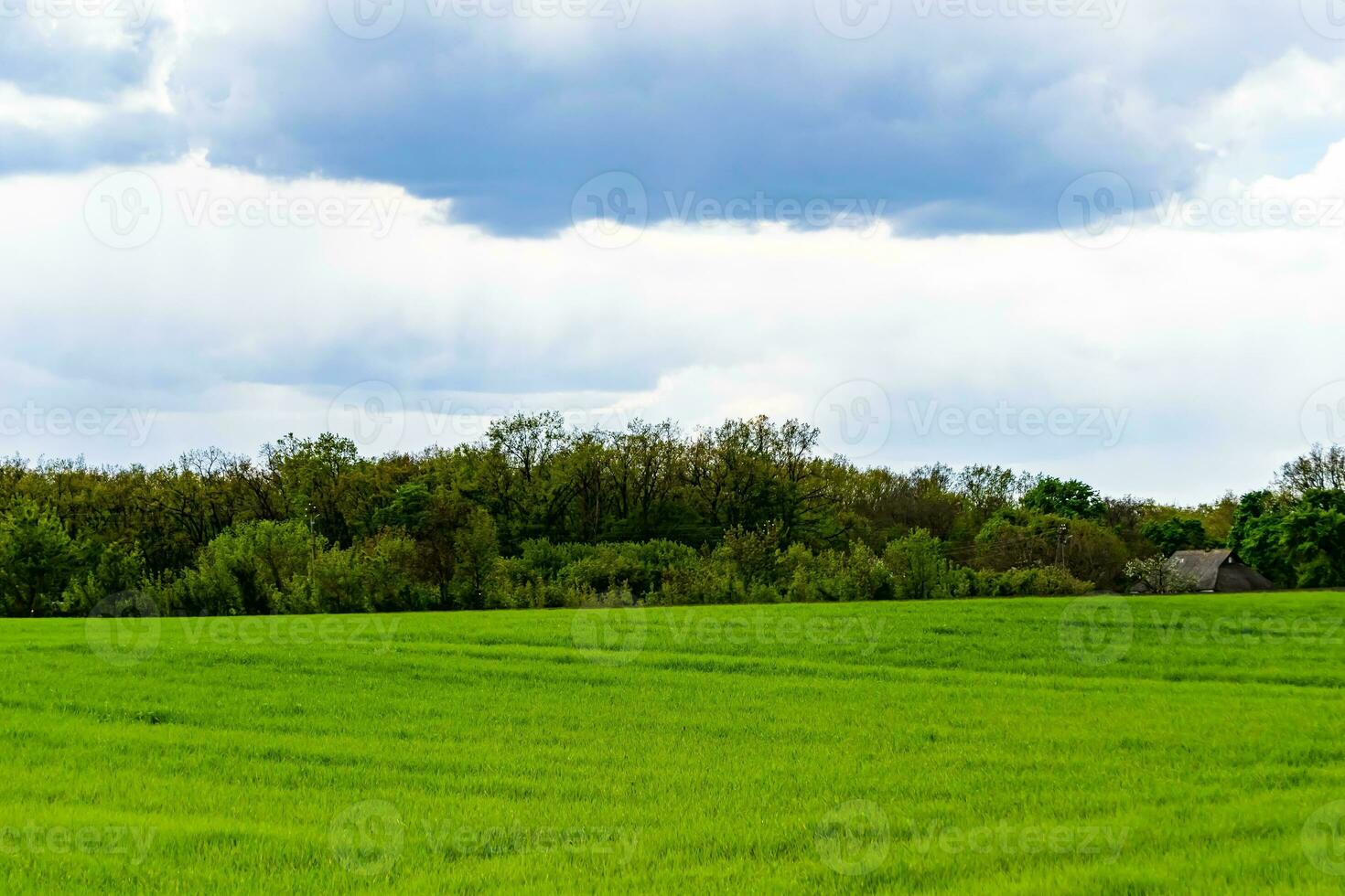 Beautiful horizon scenery in village meadow on color natural background photo