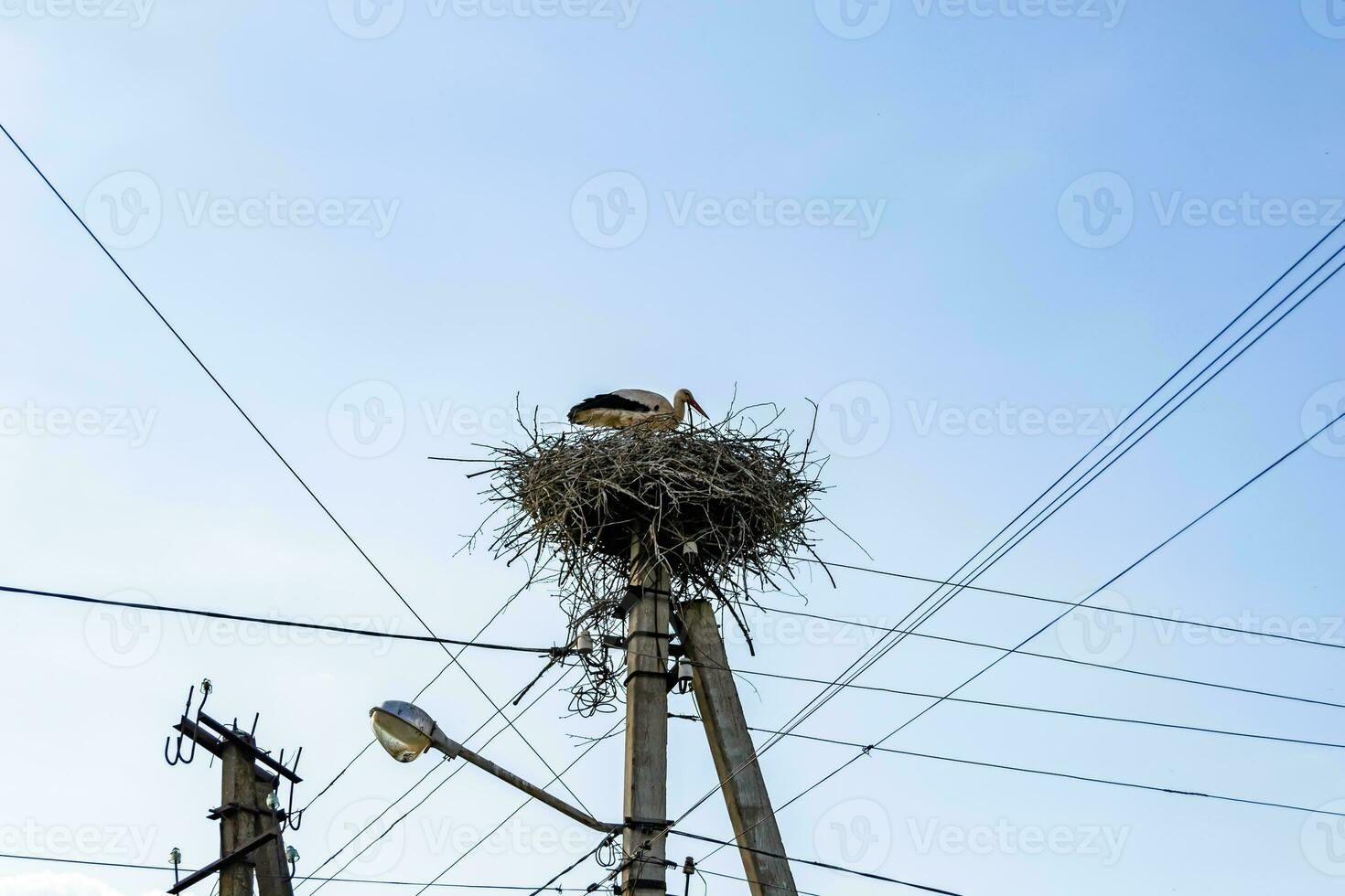 Beautiful wing stork in wooden stick nest on street lamp photo