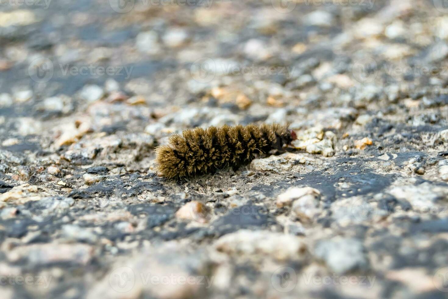 Photography on theme beautiful hairy caterpillar in hurry to turn into butterfly photo