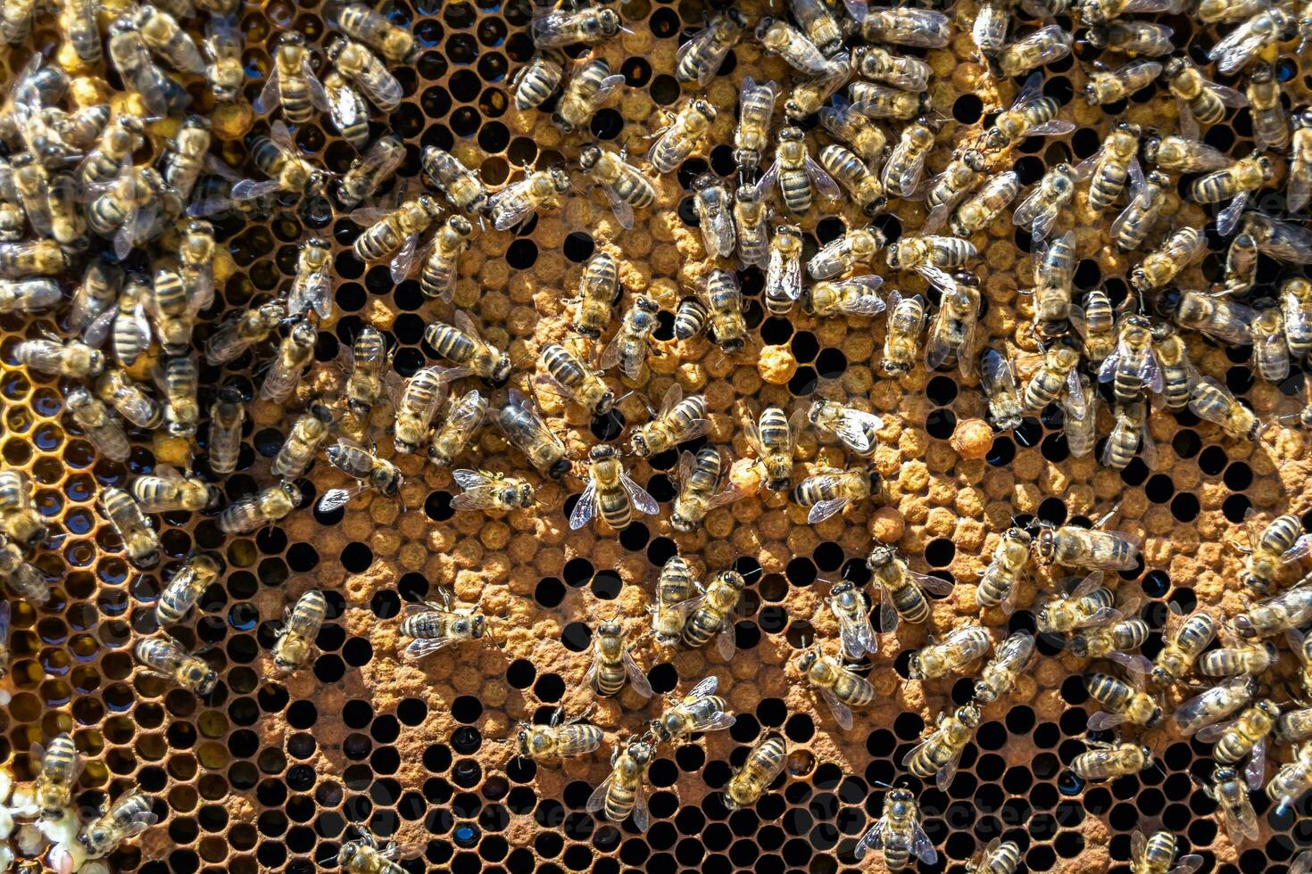 Abstract hexagon structure is honeycomb from bee hive filled photo