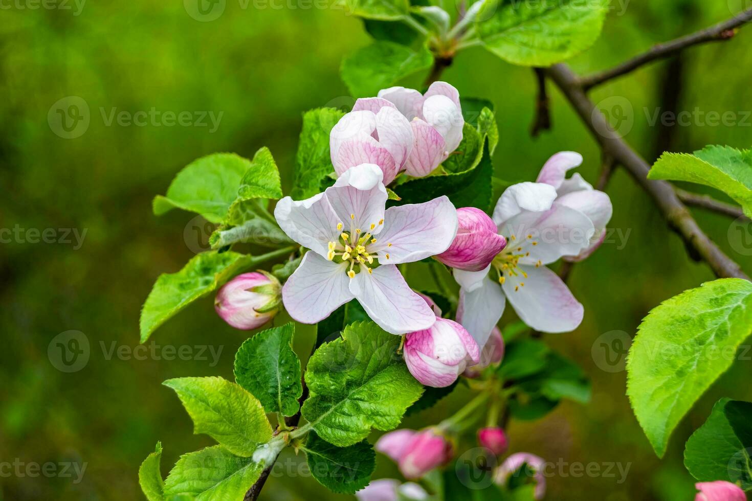 Photography on theme beautiful fruit branch apple tree with natural leaves under clean sky photo