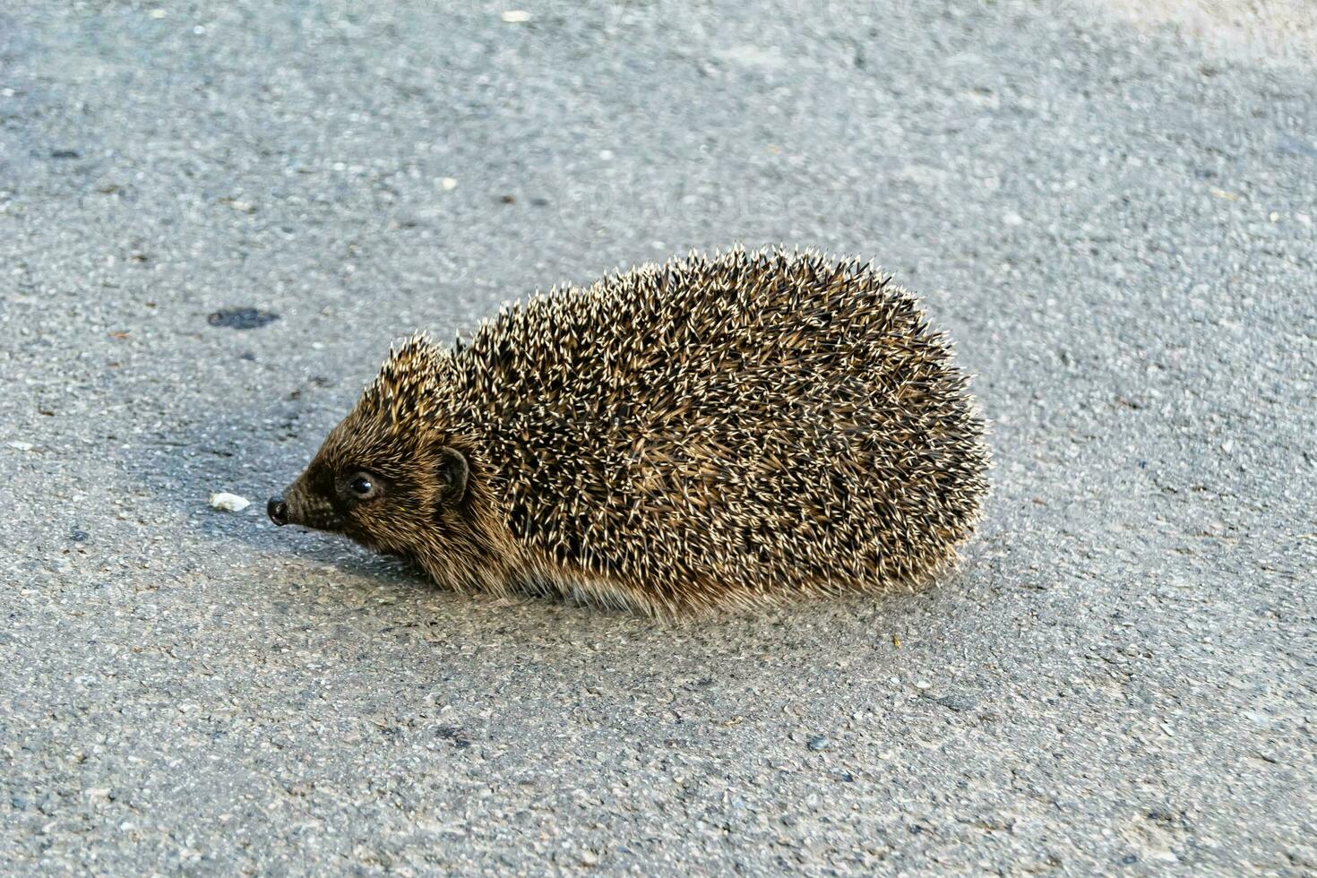 Photography on theme beautiful prickly little hedgehog goes into dense wild forest photo