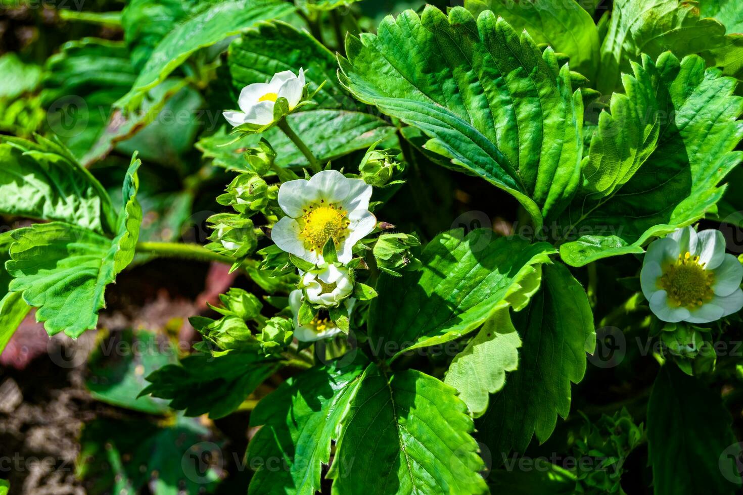 Photography on theme beautiful berry branch strawberry bush with natural leaves photo