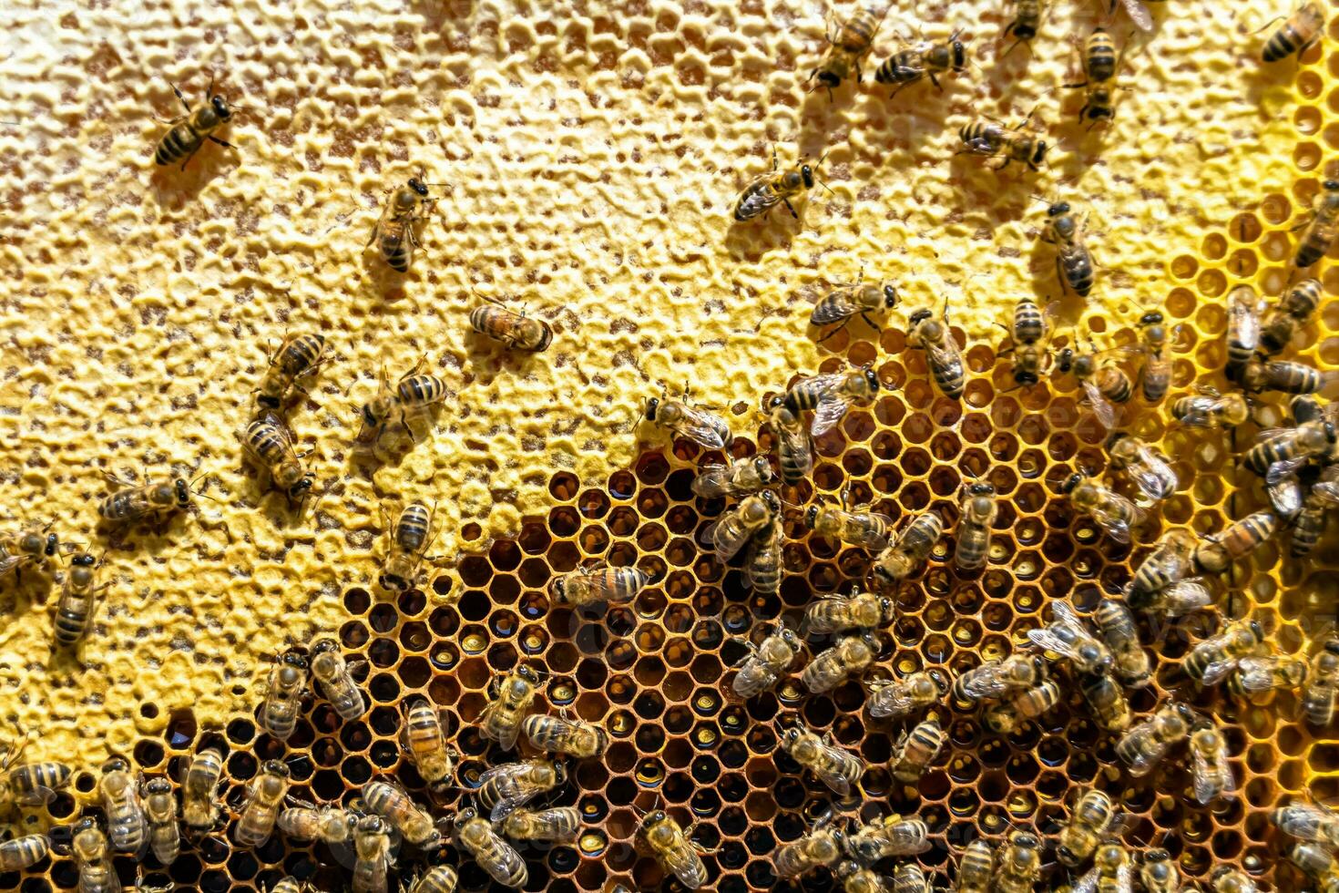 Abstract hexagon structure is honeycomb from bee hive filled photo