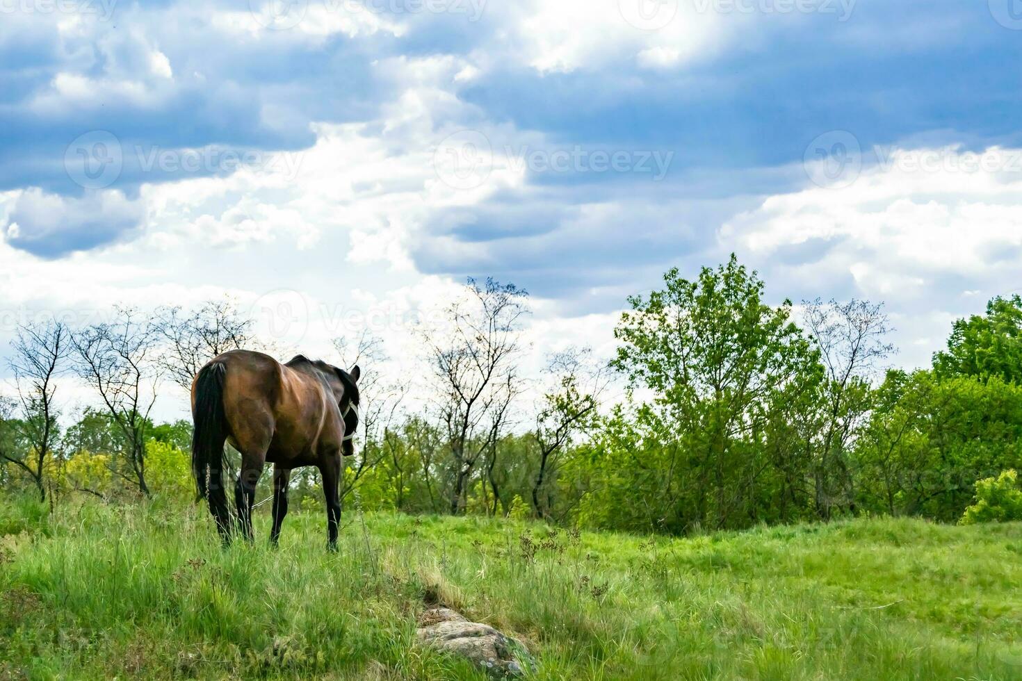 Beautiful wild brown horse stallion on summer flower meadow photo