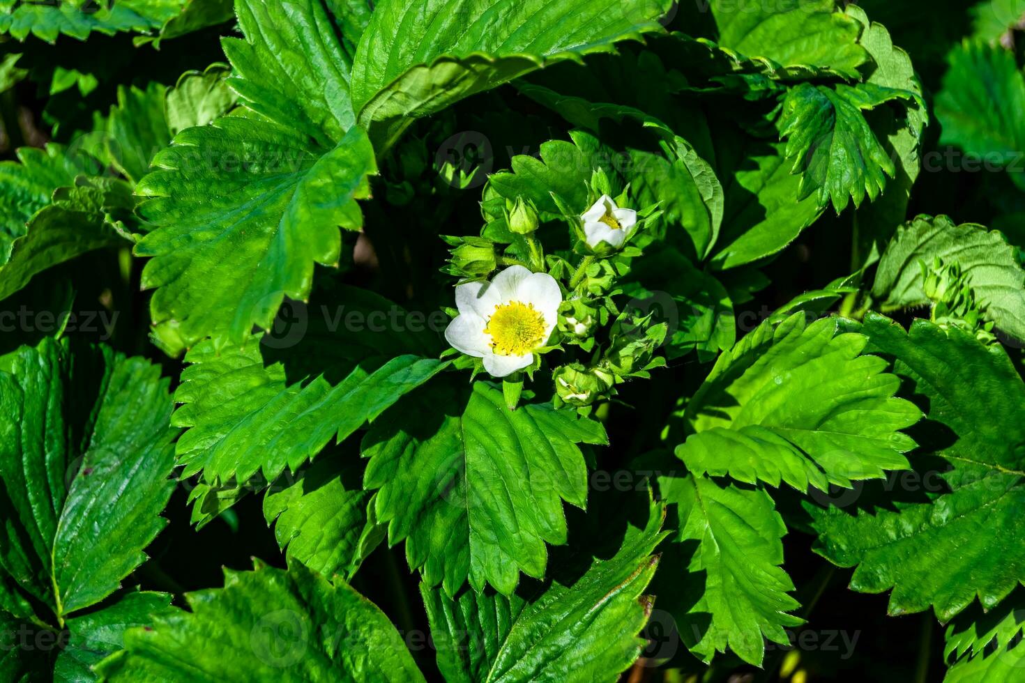 Photography on theme beautiful berry branch strawberry bush with natural leaves photo