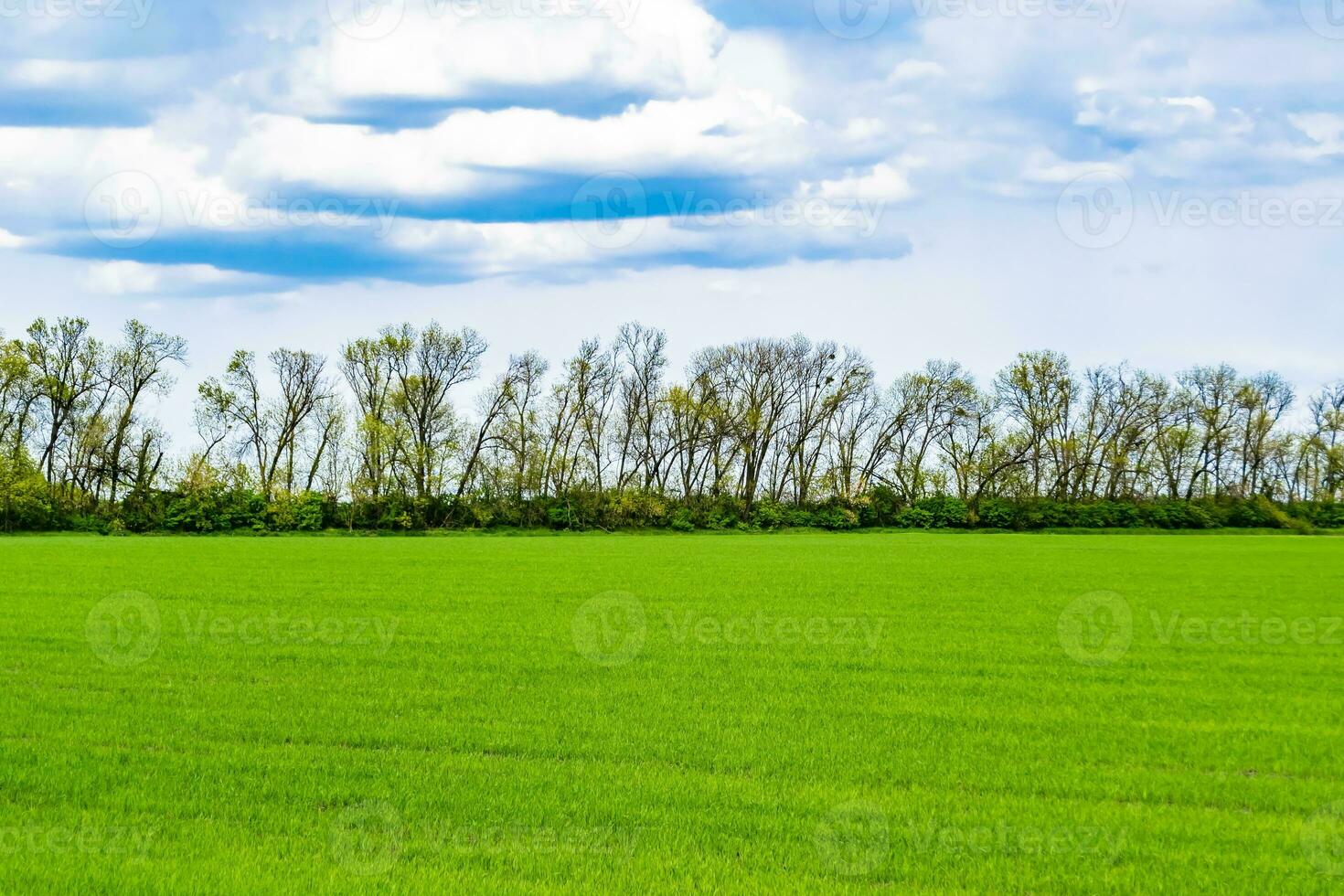 Beautiful horizon scenery in village meadow on color natural background photo