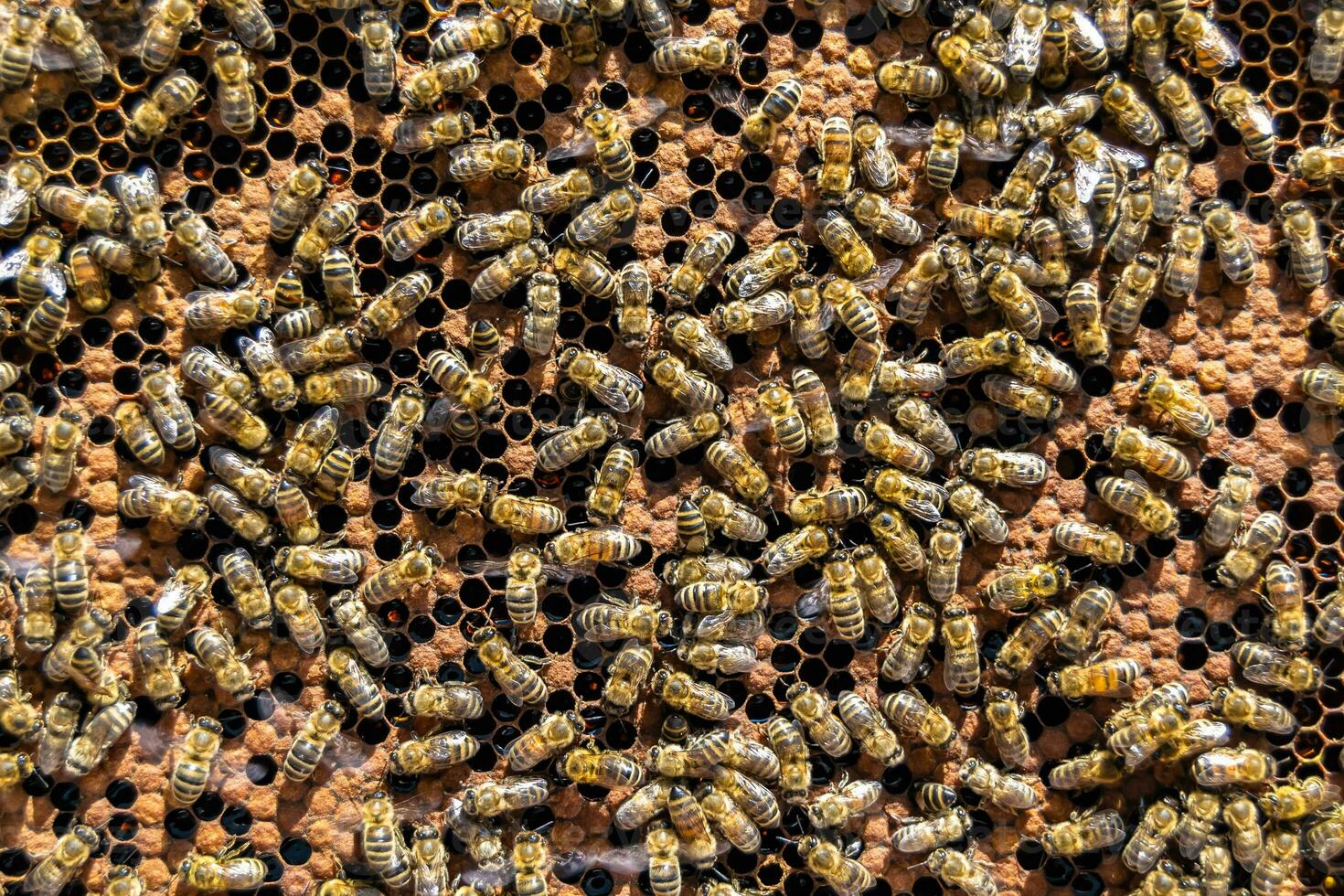 Abstract hexagon structure is honeycomb from bee hive filled photo