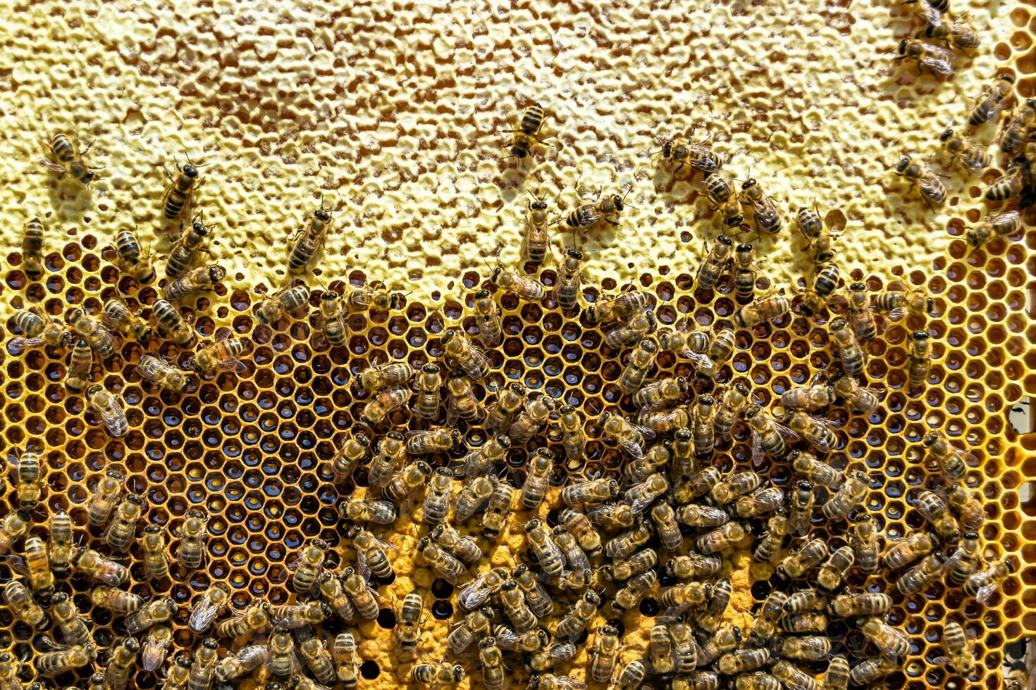 Abstract hexagon structure is honeycomb from bee hive filled photo