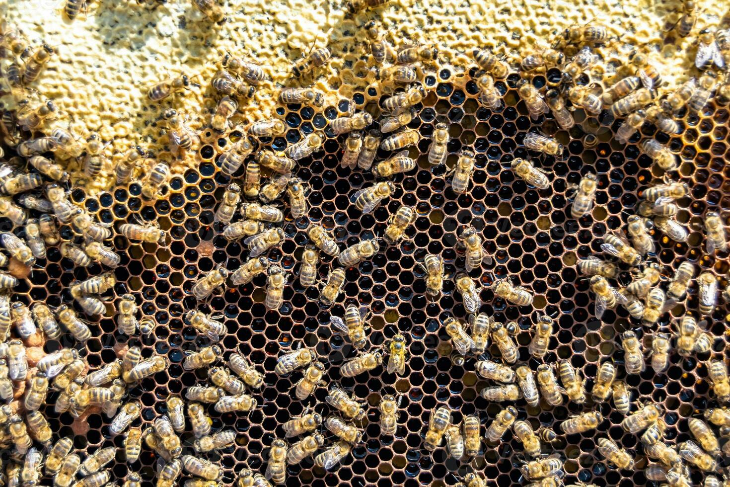 Abstract hexagon structure is honeycomb from bee hive filled photo