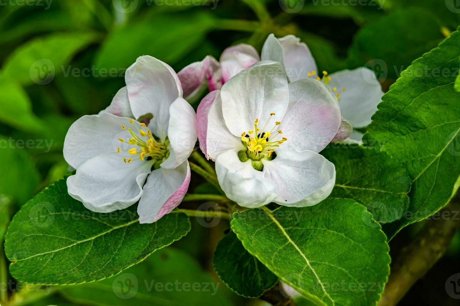 Photography on theme beautiful fruit branch apple tree with natural leaves under clean sky photo