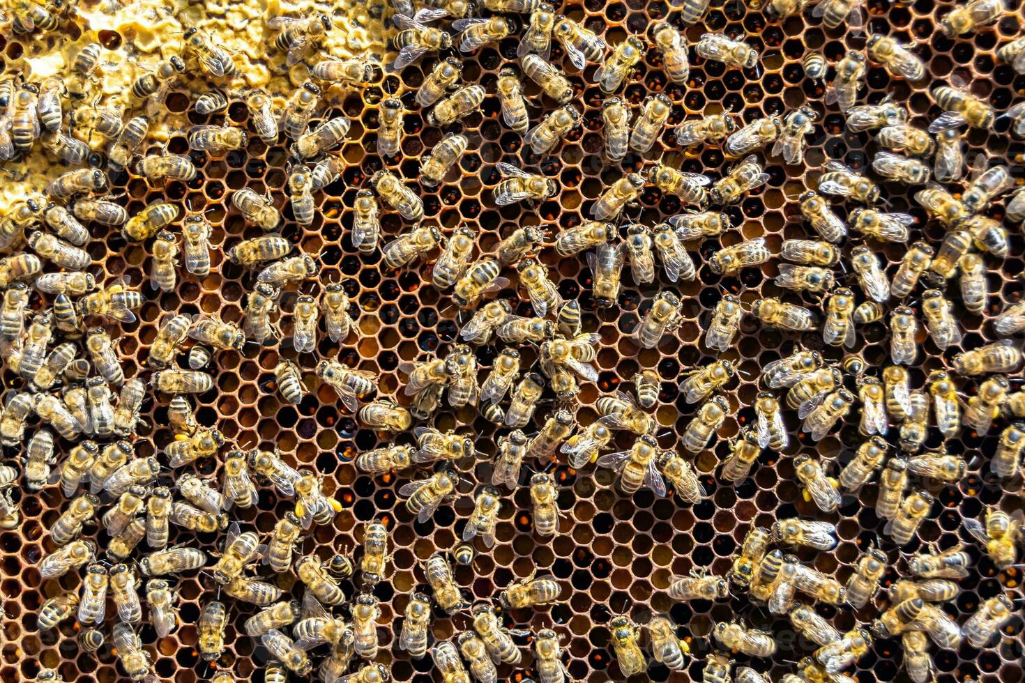 Abstract hexagon structure is honeycomb from bee hive filled photo