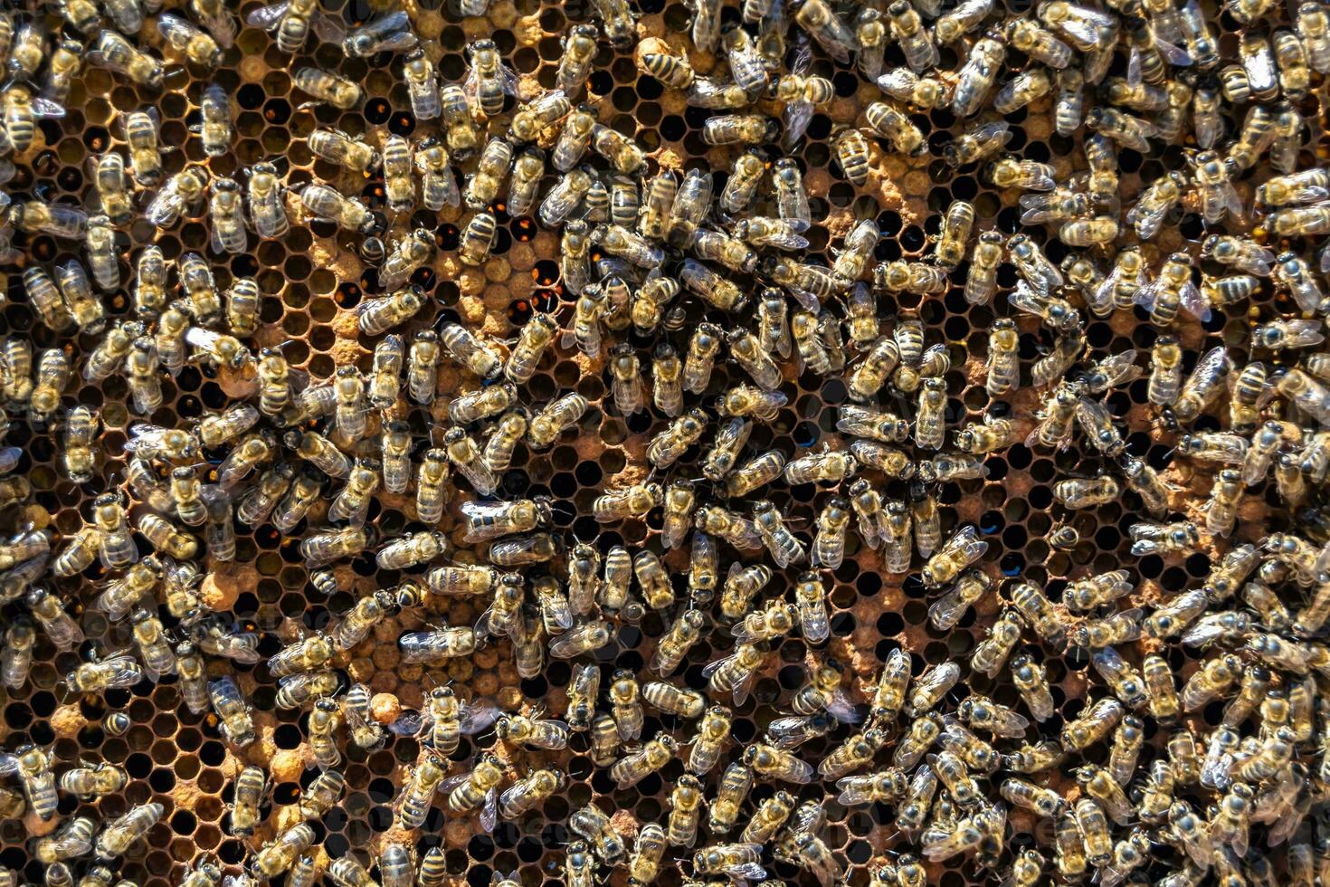 Abstract hexagon structure is honeycomb from bee hive filled photo