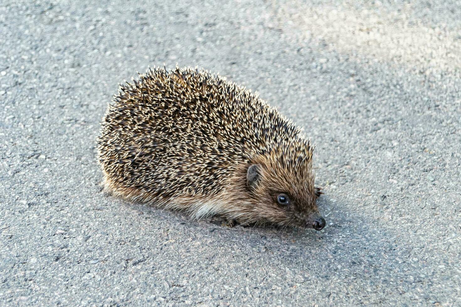 Photography on theme beautiful prickly little hedgehog goes into dense wild forest photo