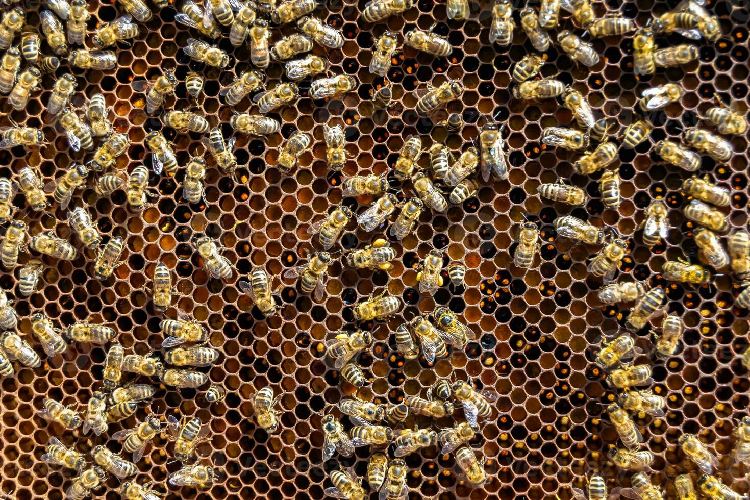 Abstract hexagon structure is honeycomb from bee hive filled photo