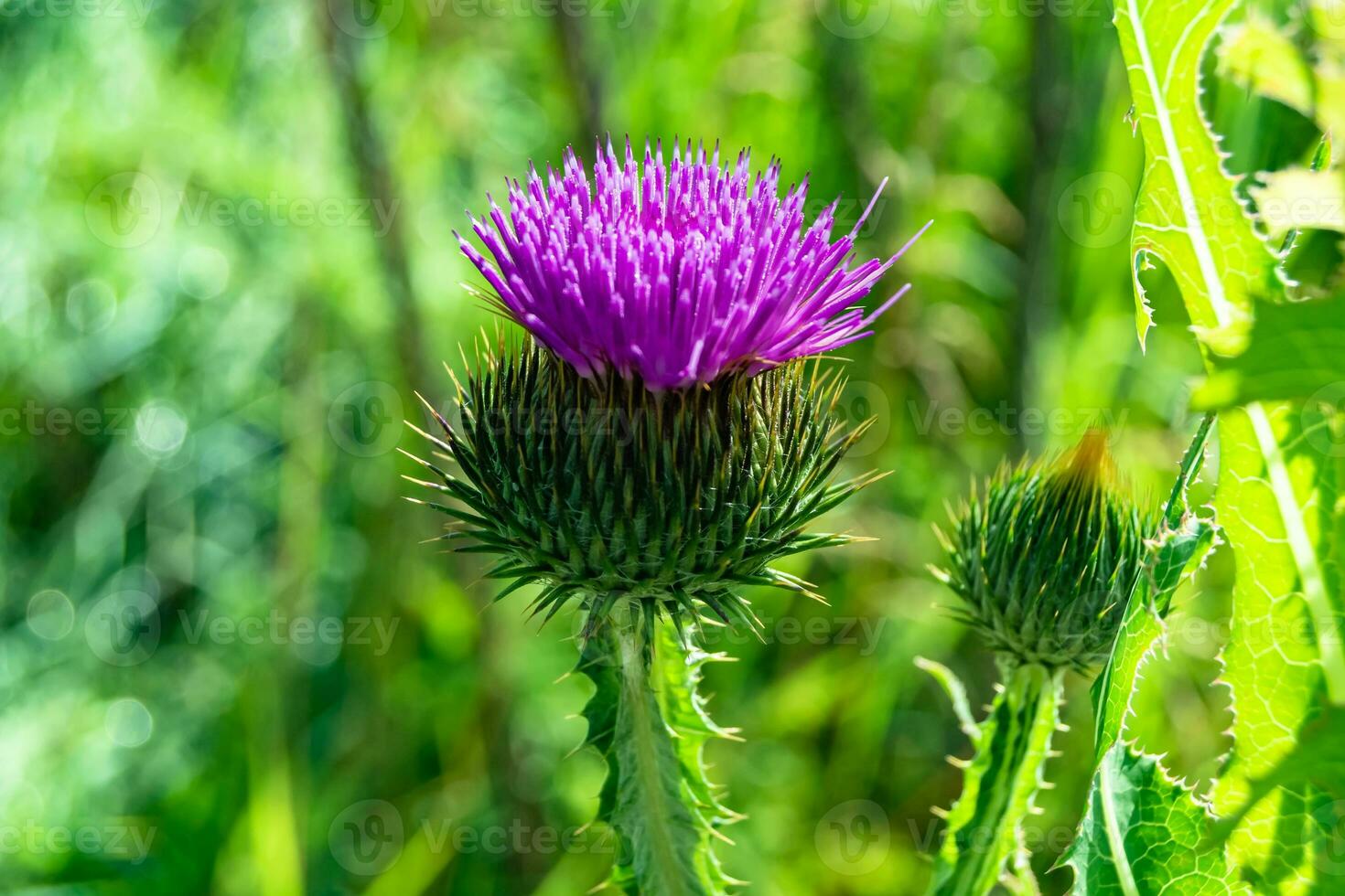 Beautiful growing flower root burdock thistle on background meadow photo