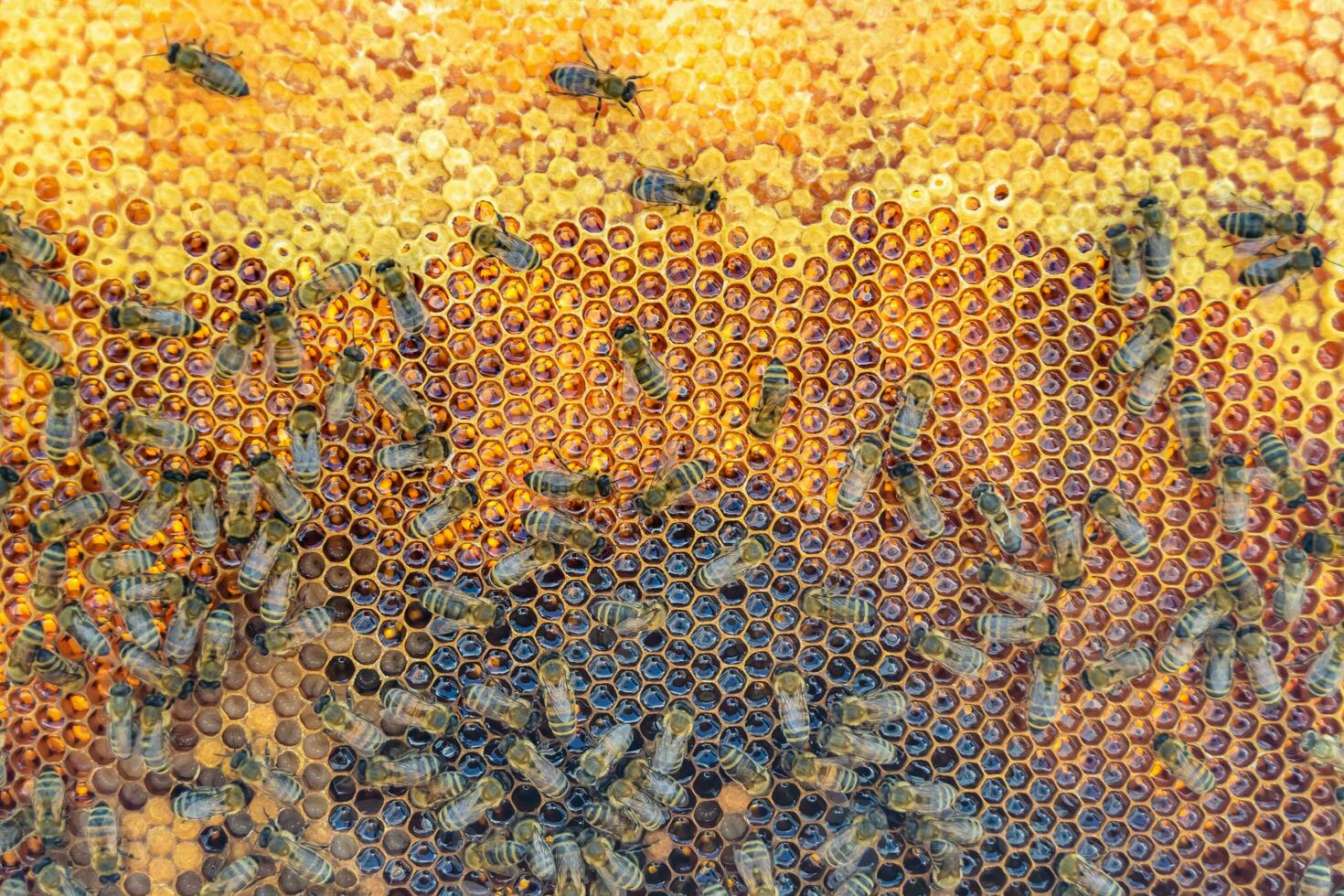 Abstract hexagon structure is honeycomb from bee hive filled photo