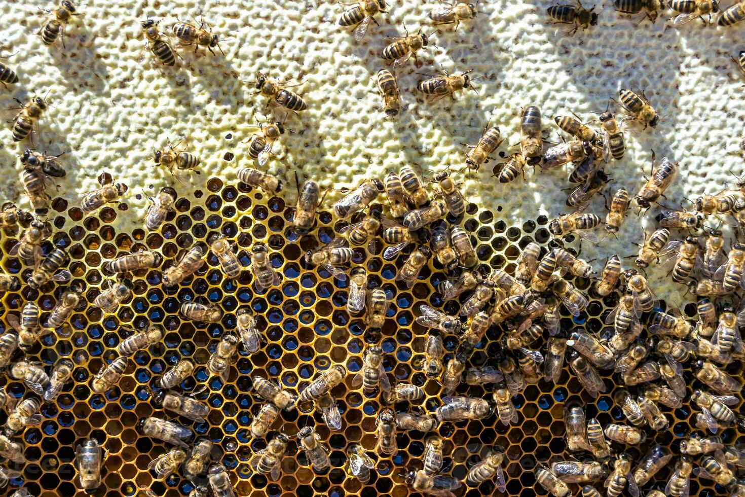 Abstract hexagon structure is honeycomb from bee hive filled photo