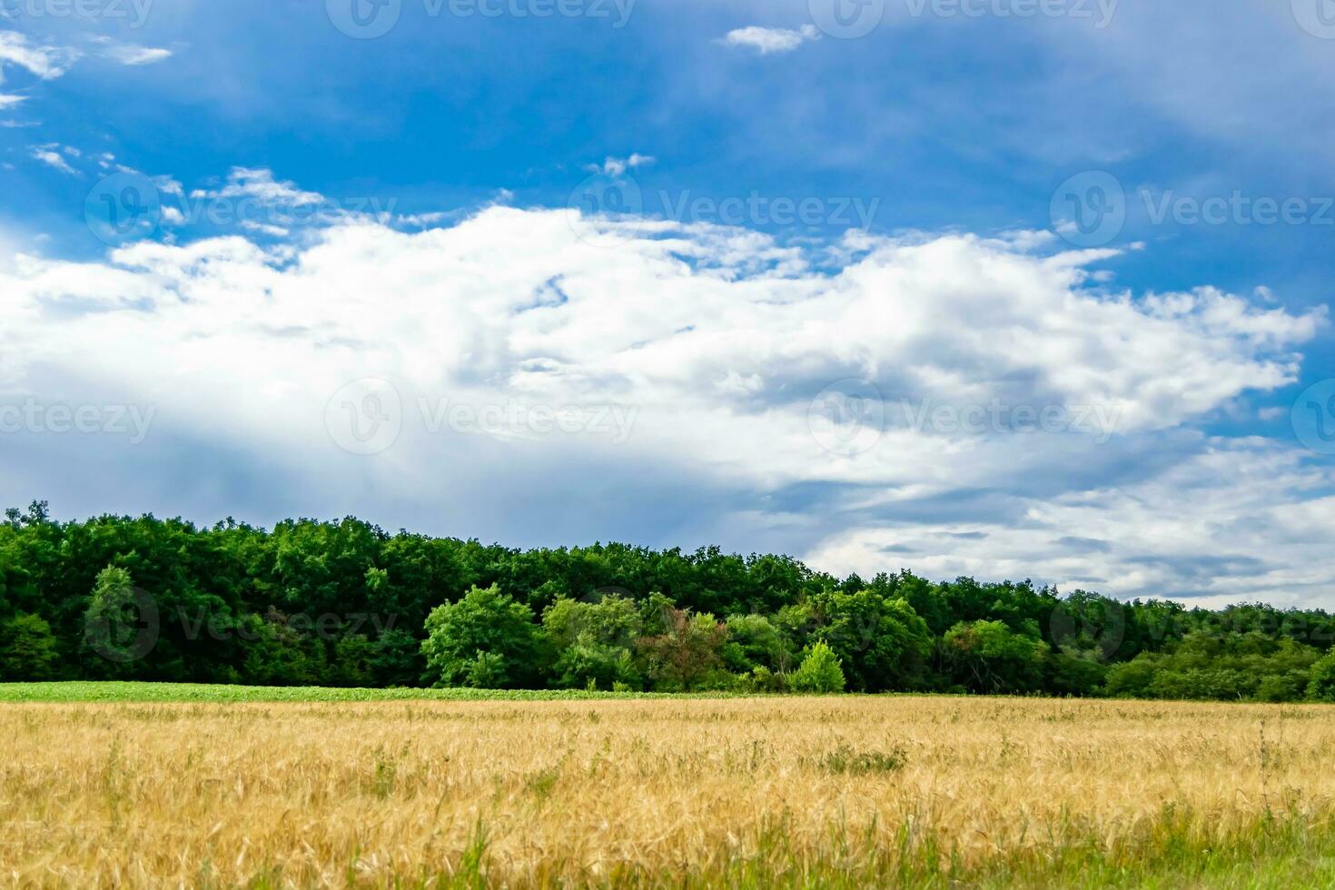Beautiful horizon scenery in village meadow on color natural background photo
