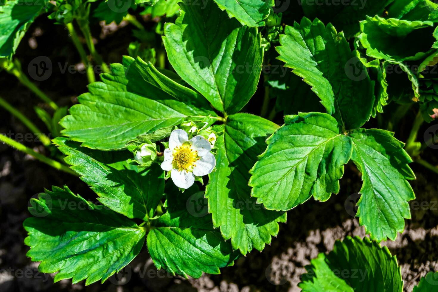 Photography on theme beautiful berry branch strawberry bush with natural leaves photo