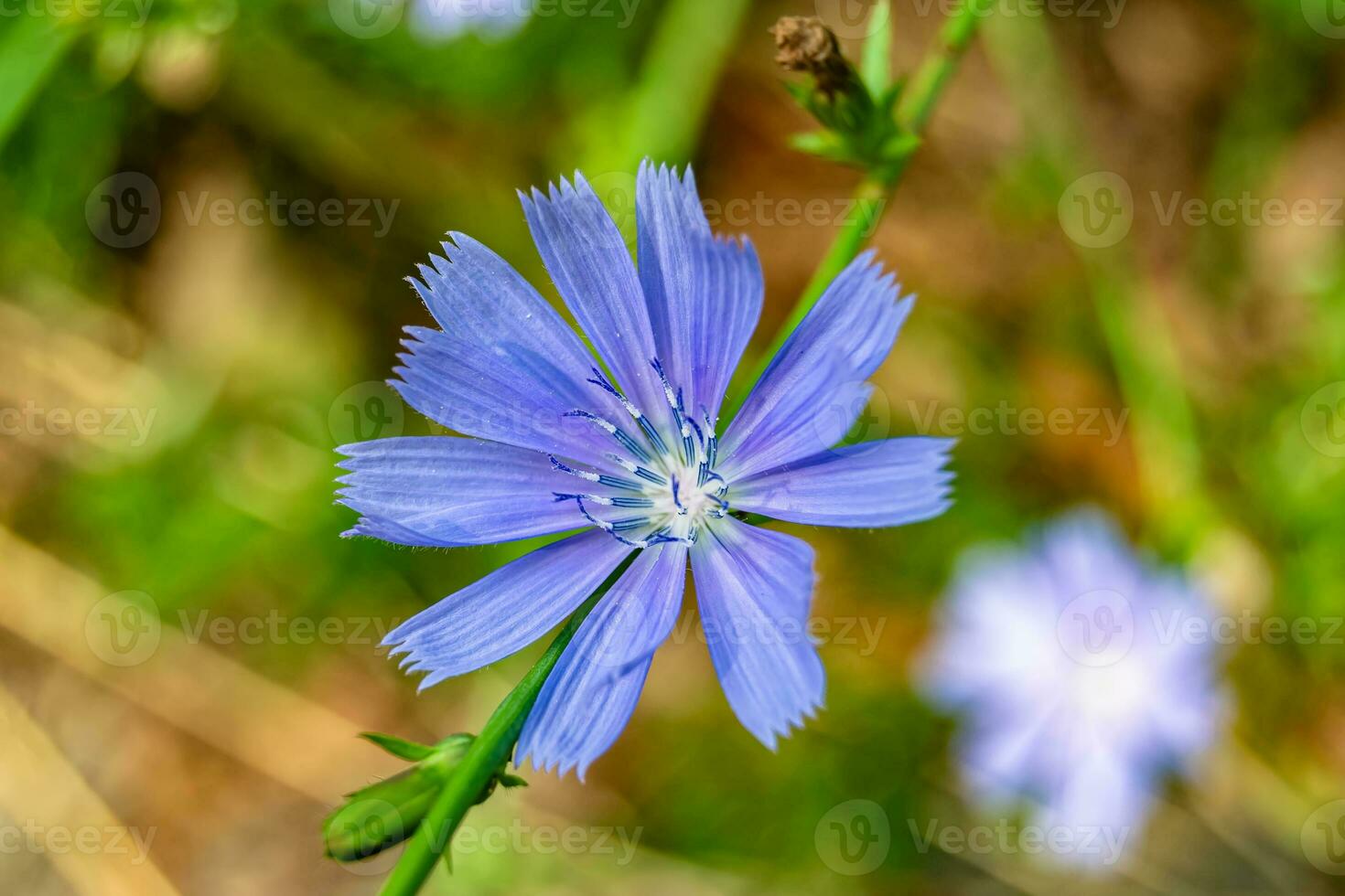 Beauty wild growing flower chicory ordinary on background meadow photo