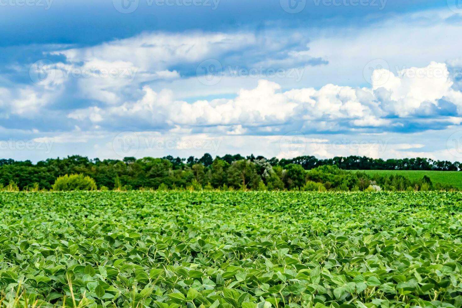 Beautiful horizon scenery in village meadow on color natural background photo
